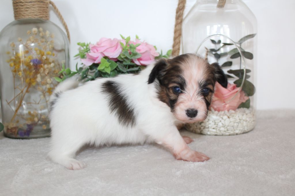 Of Winner Mistral - Chiots disponibles - Epagneul nain Continental (Papillon)