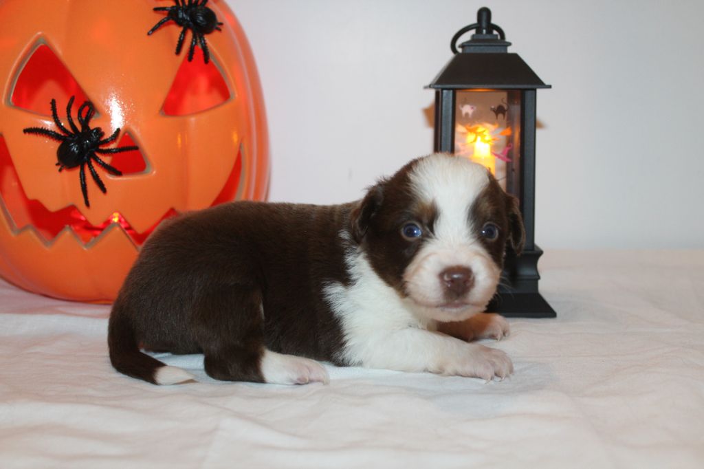 Of Winner Mistral - Chiots disponibles - Berger Américain Miniature 