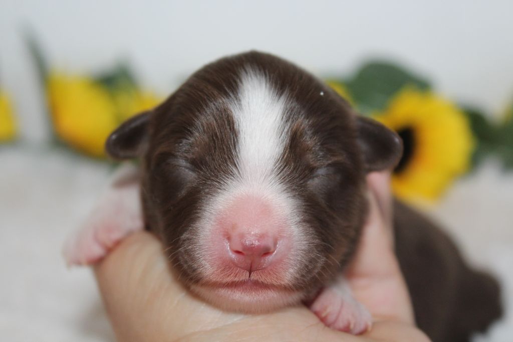 Of Winner Mistral - Chiots disponibles - Berger Américain Miniature 
