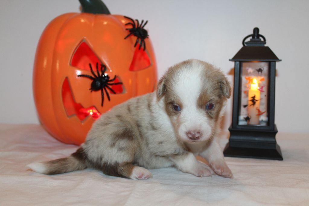 Of Winner Mistral - Chiots disponibles - Berger Américain Miniature 