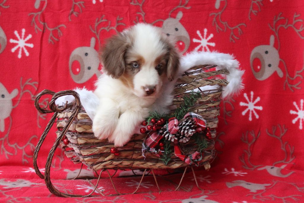 Of Winner Mistral - Chiots disponibles - Berger Américain Miniature 