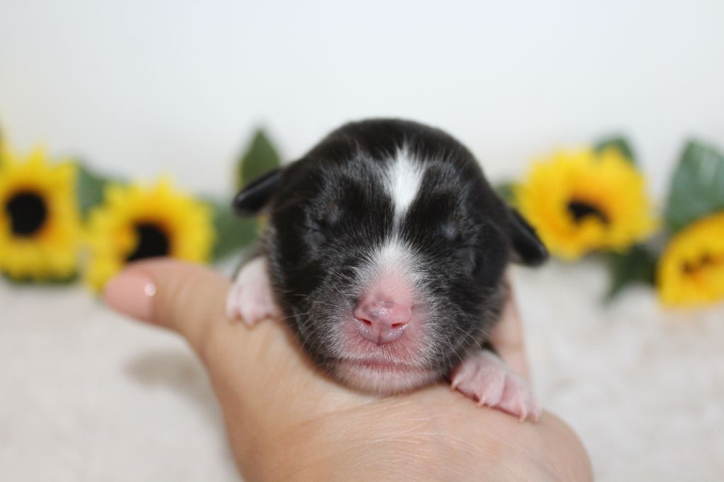 Of Winner Mistral - Chiots disponibles - Berger Américain Miniature 
